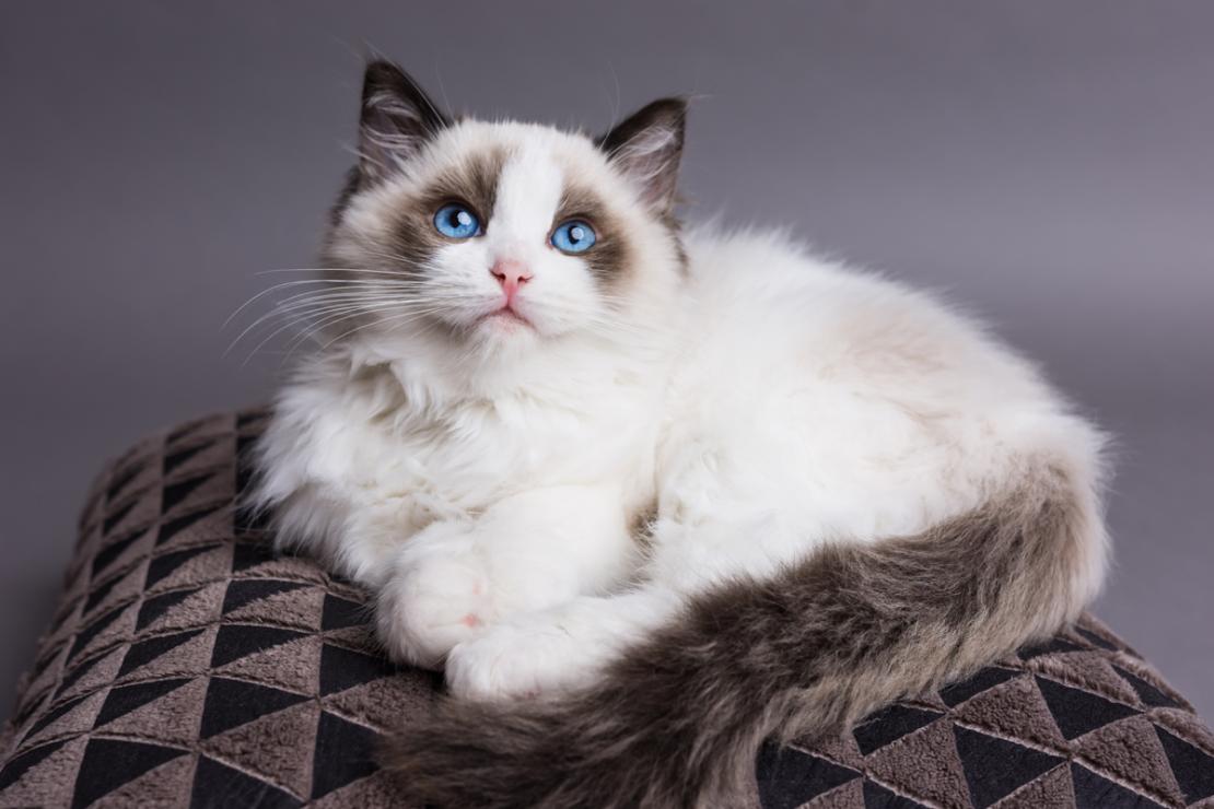 meo ragdoll