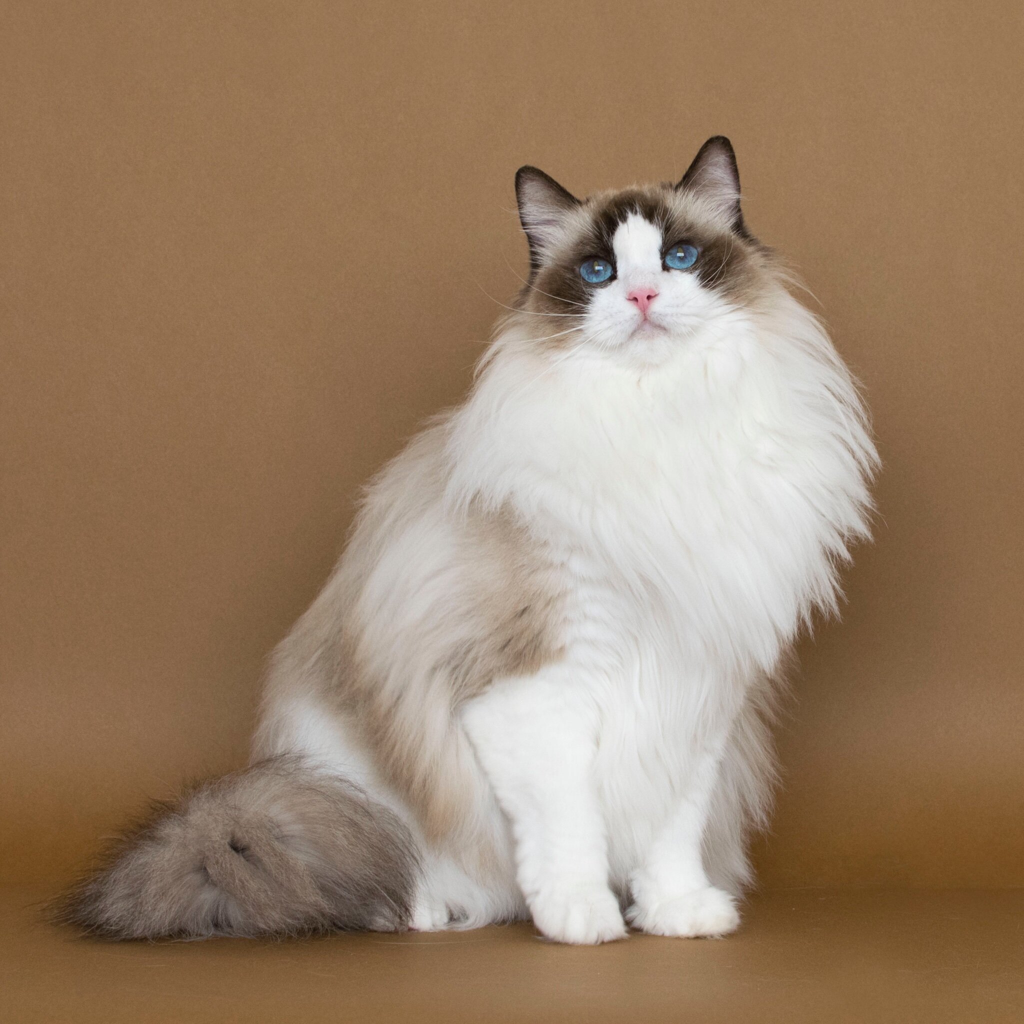 bicolor ragdoll cat