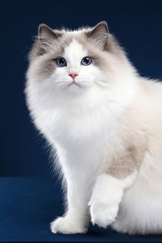 Các yếu tố ảnh hưởng đến lông lông mèo Ragdoll