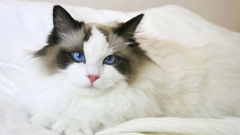 Chăm sóc mèo Ragdoll chân ngắn