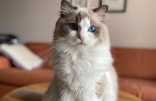 Chăm sóc và nuôi dưỡng mèo Ragdoll lai