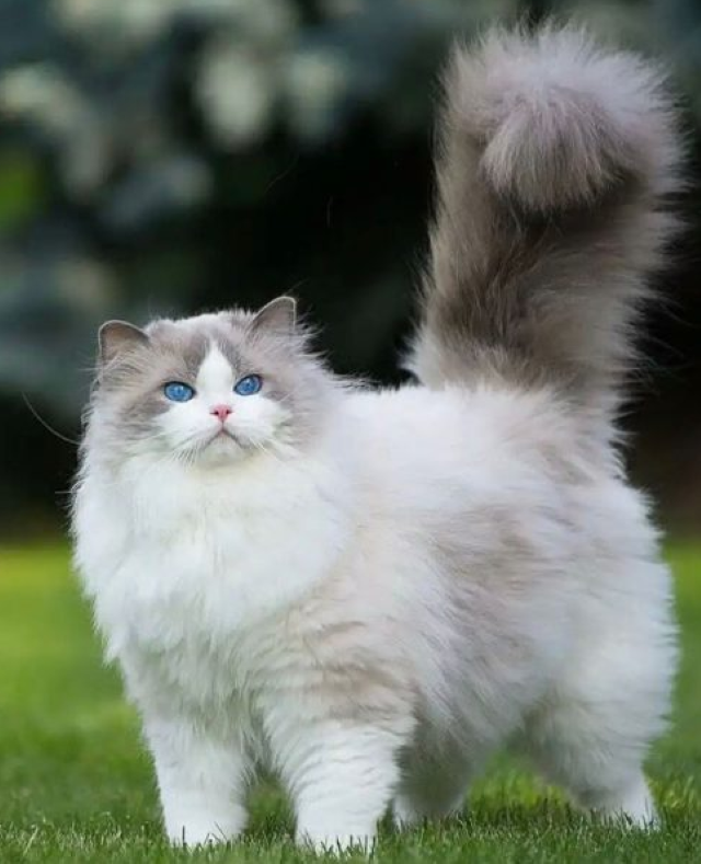 Đặc điểm của mèo Ragdoll Việt Nam