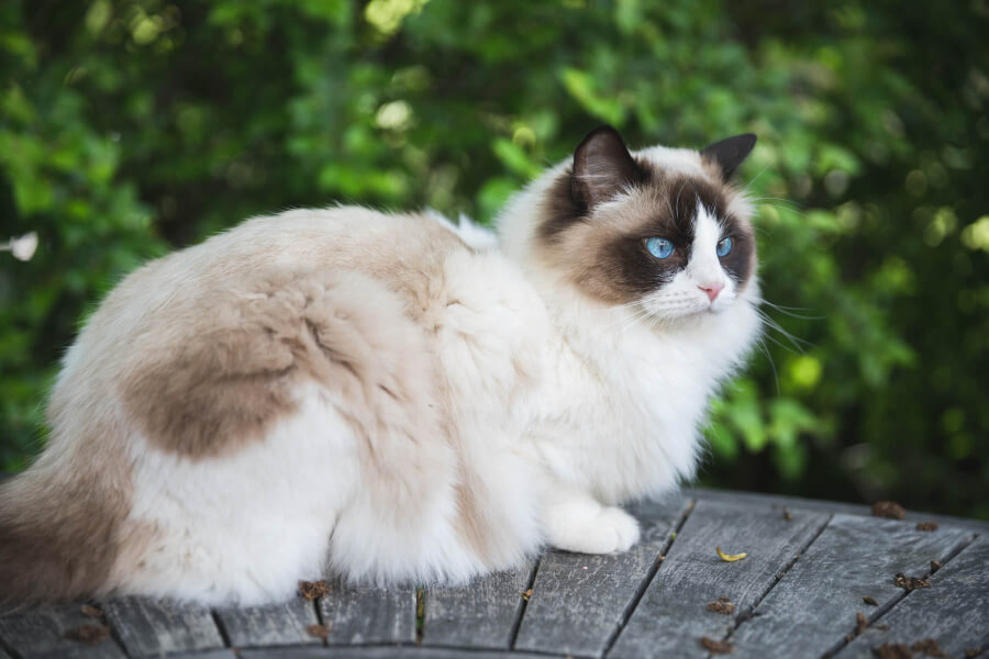 Đặc điểm của mèo Ragdoll tại Việt Nam