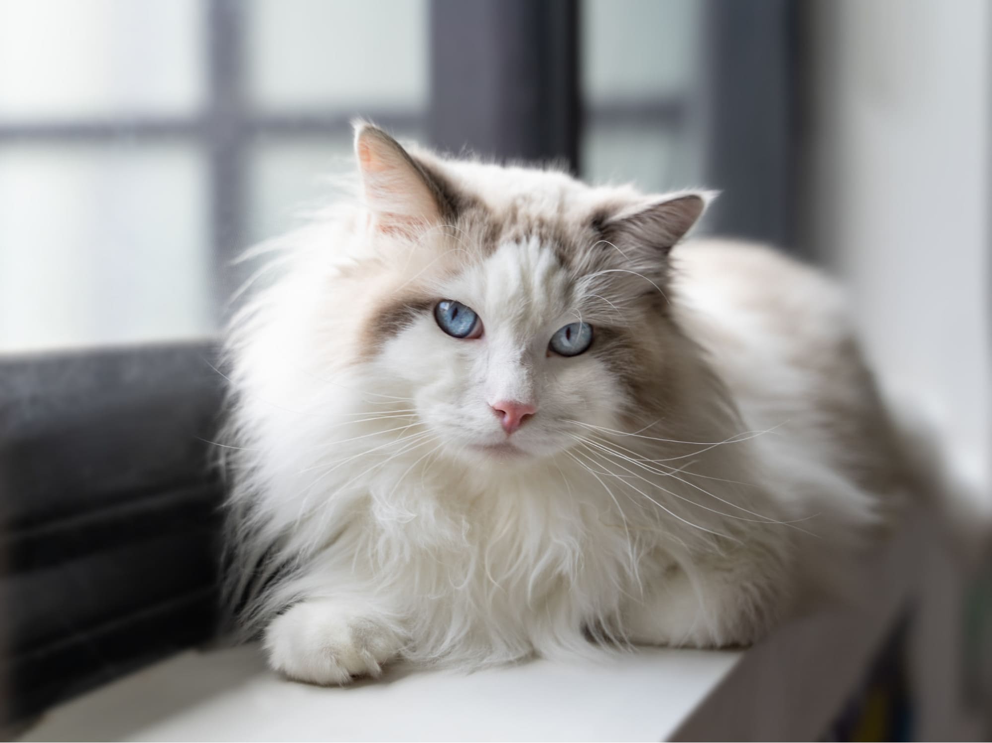 Đặc điểm lông của mèo Ragdoll