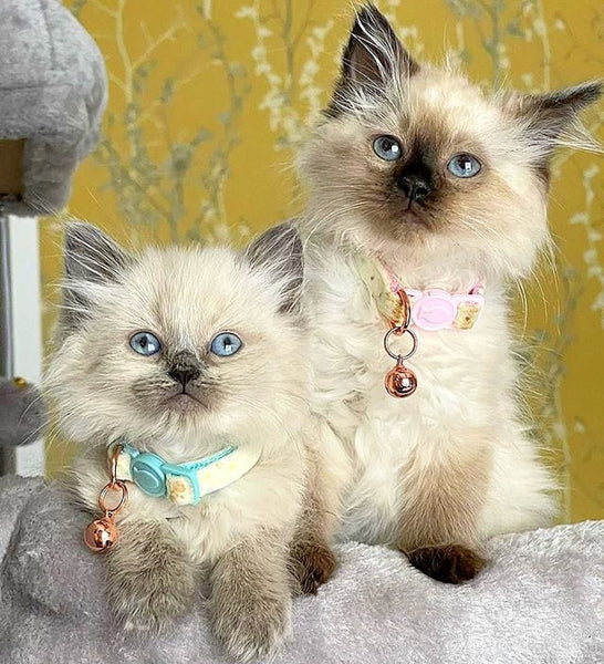 Đặc điểm ngoại hình của mèo Ragdoll con