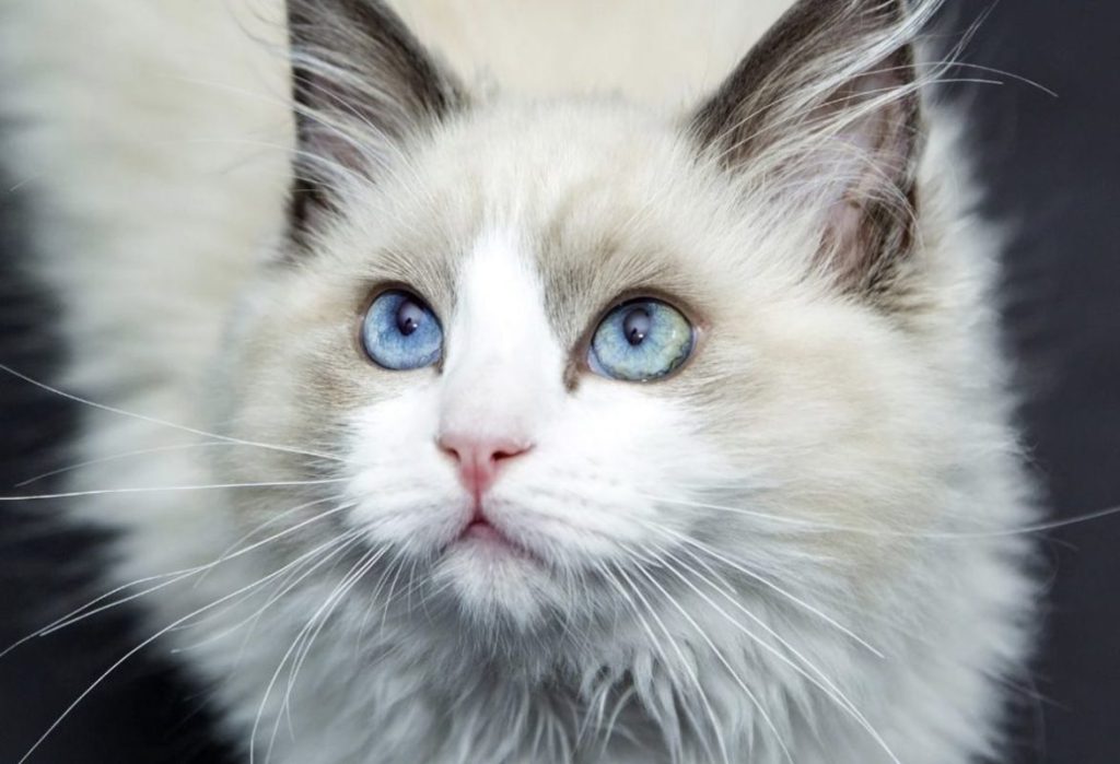 Đặc điểm ngoại hình của mèo ragdoll