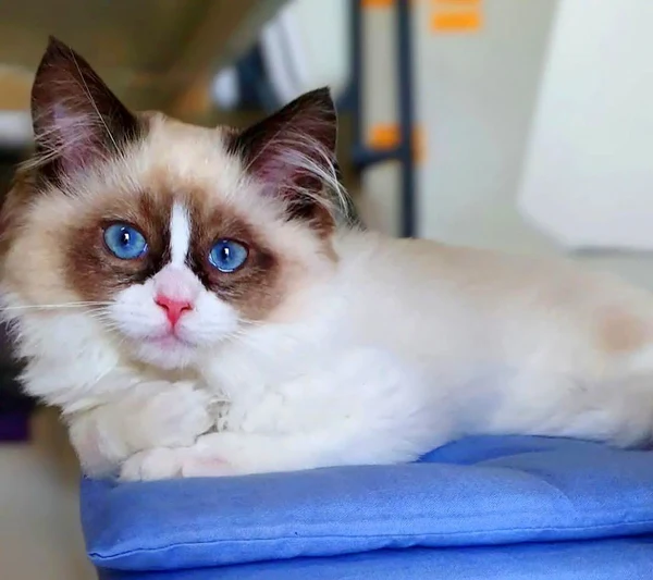 Giá trị và độ hiếm của mèo Ragdoll mắt tím