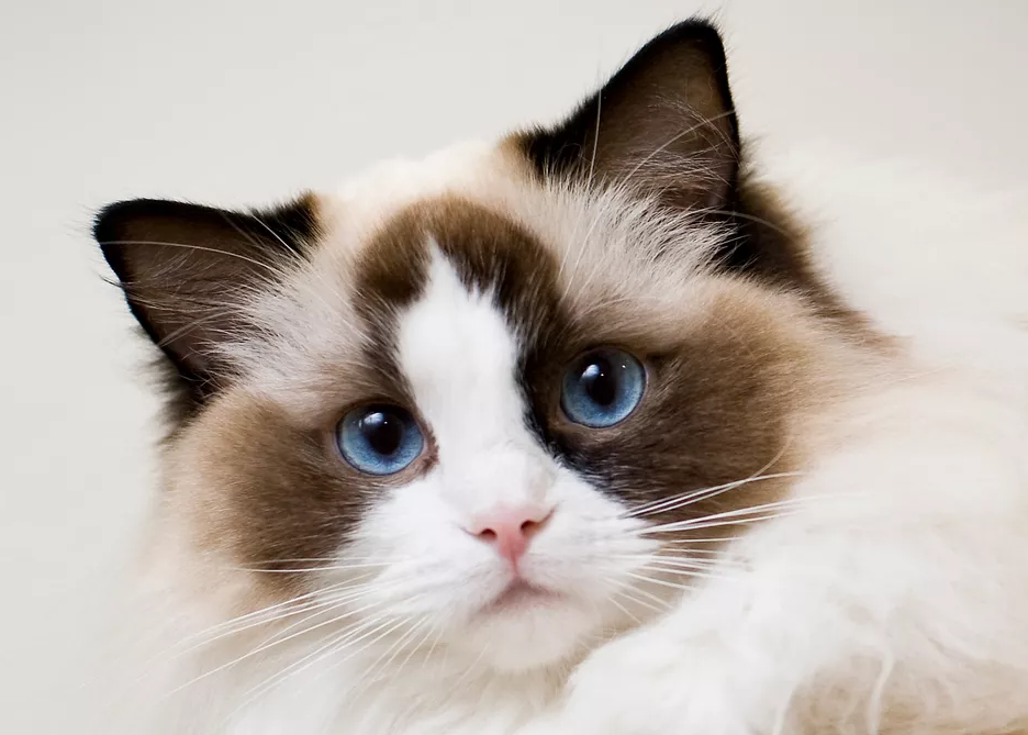 Giới thiệu và đặc điểm mèo Ragdoll lai