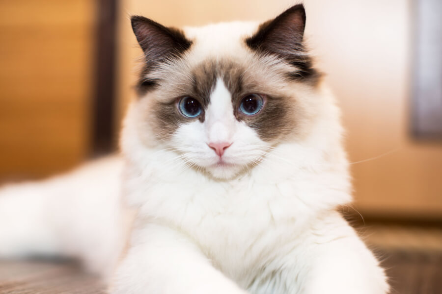 Giới thiệu về mèo Ragdoll