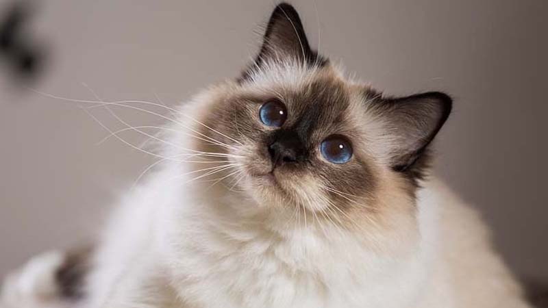 Giới thiệu về mèo Ragdoll