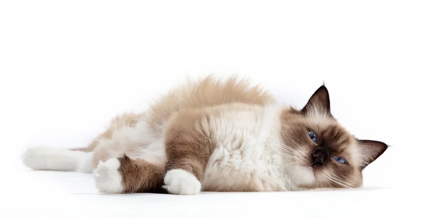 Hệ thống điều hòa nhiệt độ của mèo ragdoll