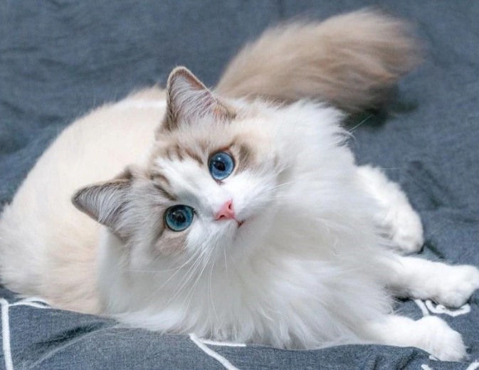 Hướng dẫn nuôi mèo ragdoll