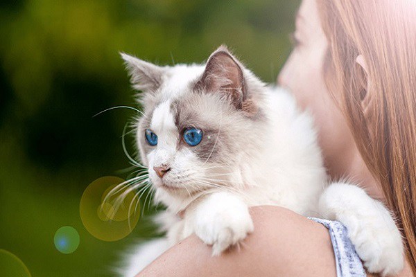 Lựa chọn và chăm sóc mèo Ragdoll mắt xanh