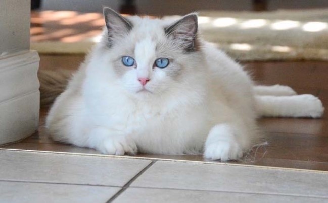 Mèo Ragdoll