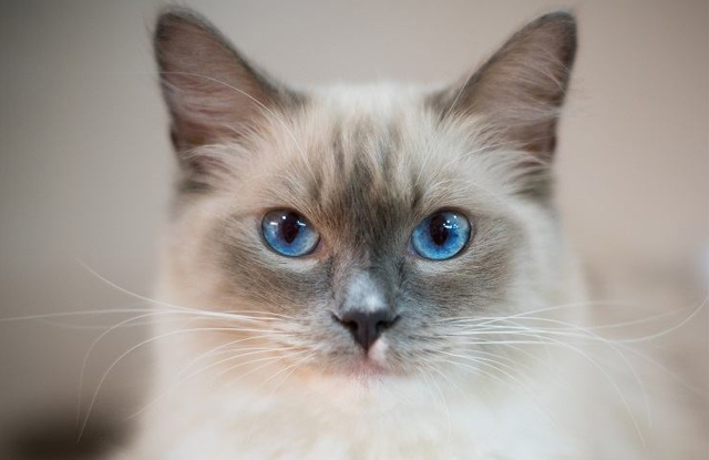 Mèo Ragdoll lai lông ngắn