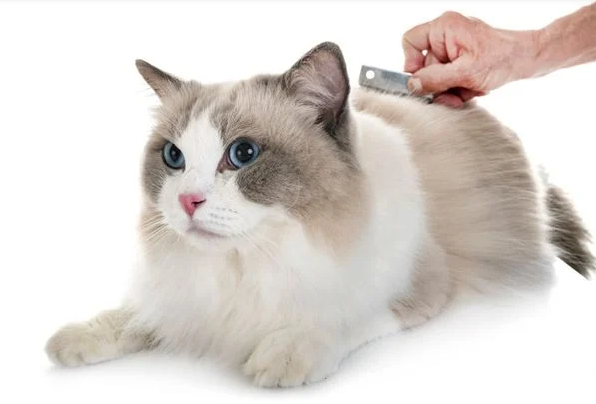 Mèo Ragdoll lông rụng