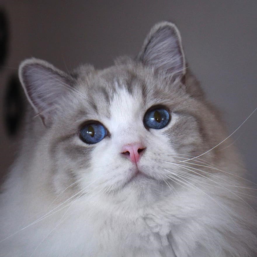 Mèo Ragdoll mắt tím và sự phát triển của màu mắt