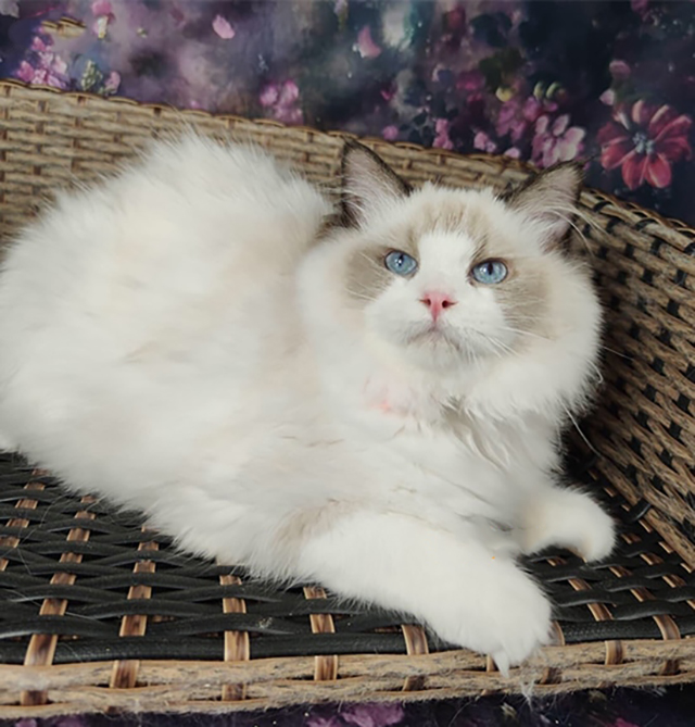 Kinh nghiệm chăm sóc mèo Ragdoll nhập Nga