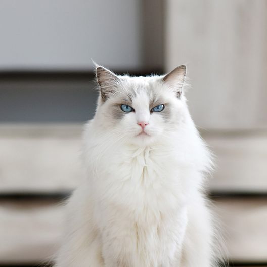 mèo Ragdoll trắng