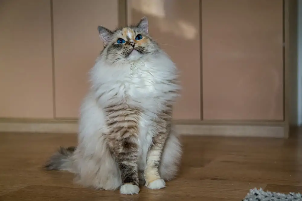 Mèo Ragdoll với ánh sáng mặt trời