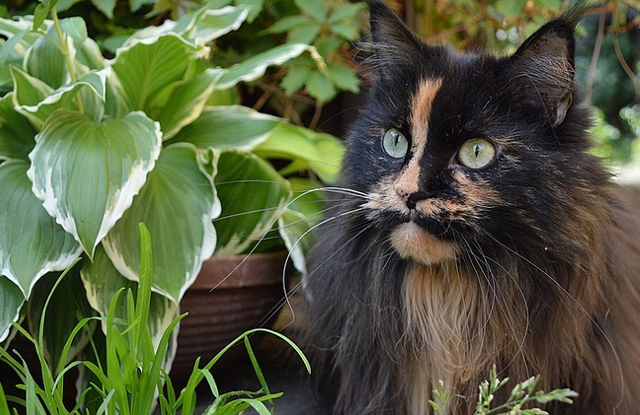 Mèo đen Ragdoll