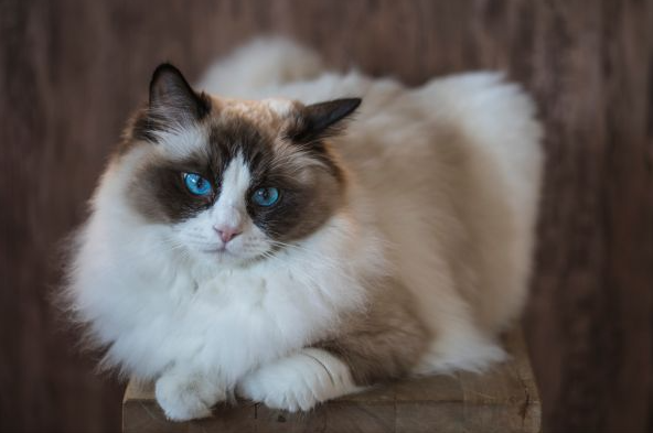 Mèo ragdoll tuổi thọ trung bình là bao lâu?