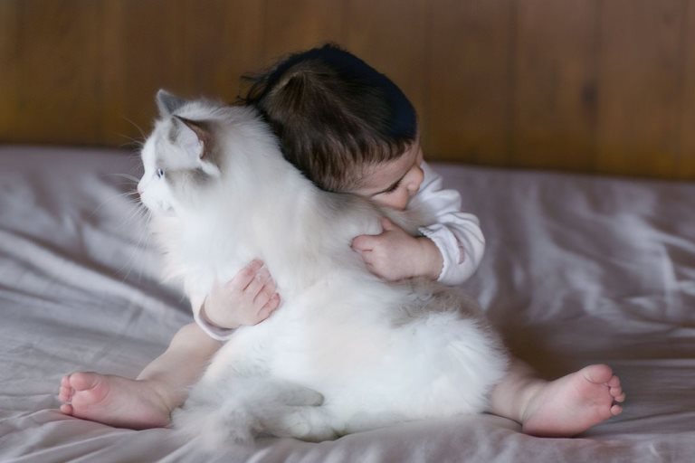 Mèo ragdoll và trẻ em