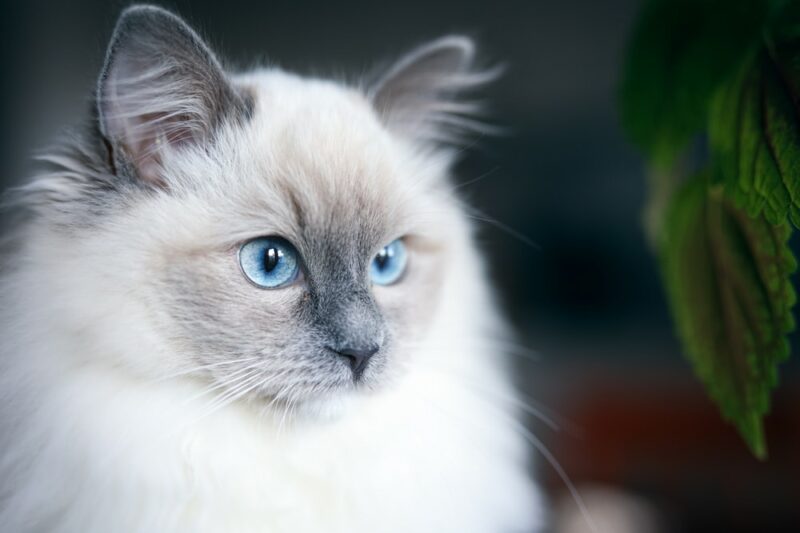 Môi trường sống phù hợp cho mèo Ragdoll trắng