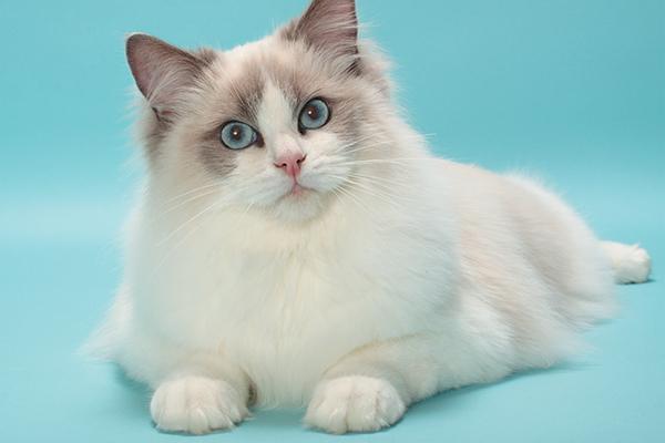 Những điều cần lưu ý khi chọn và nuôi mèo Ragdoll lai