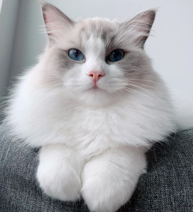 Nuôi mèo Ragdoll