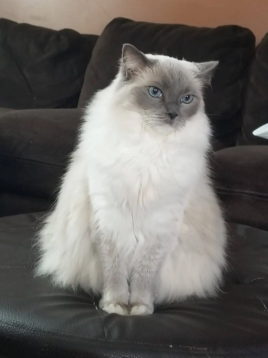 Ragdoll màu Blue Point