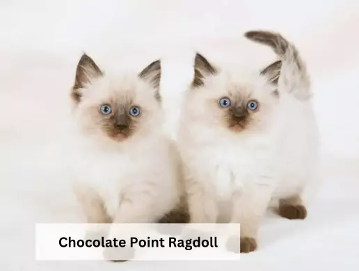 Ragdoll màu Chocolate Point