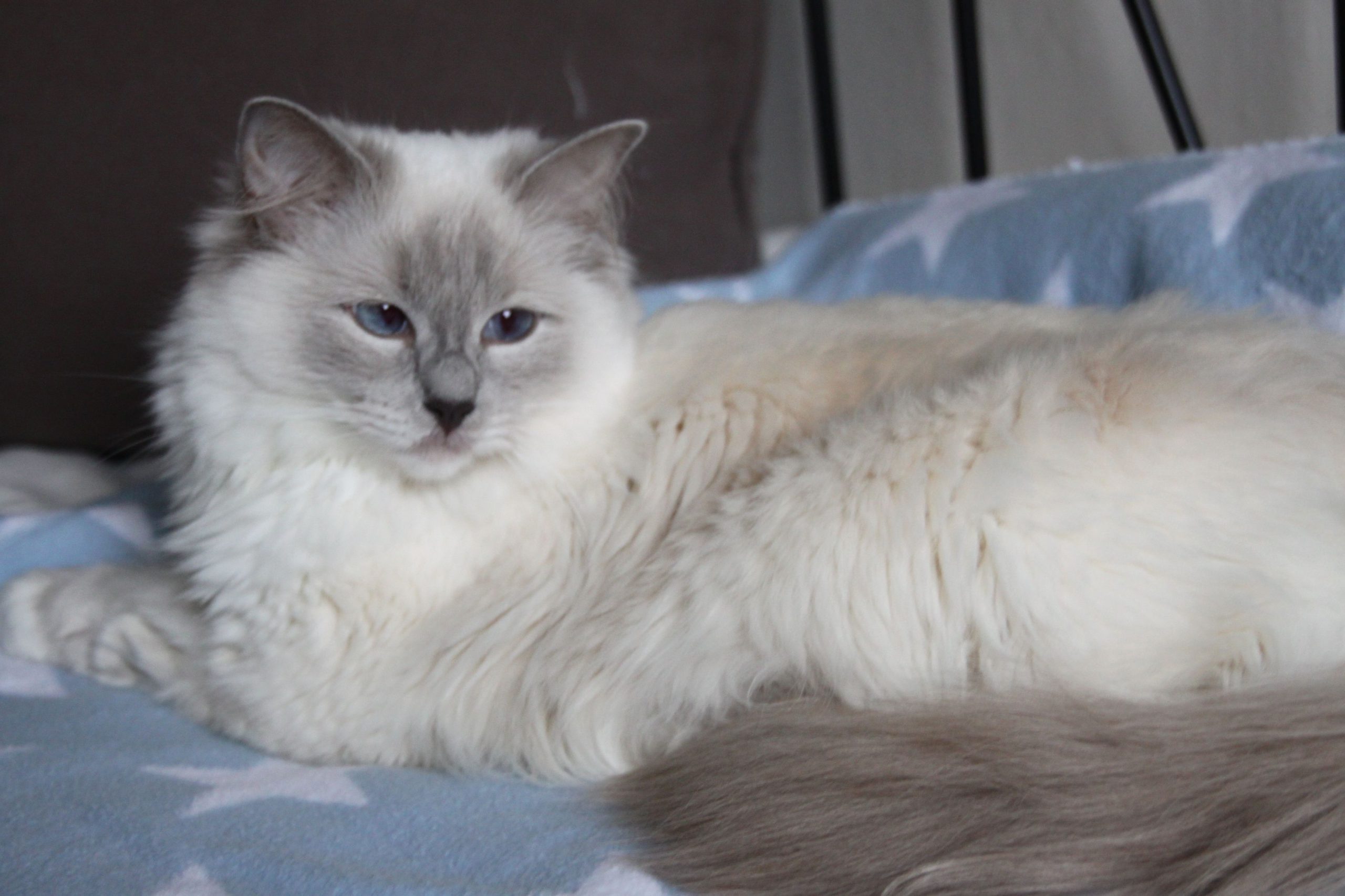 Ragdoll màu Lilac Point