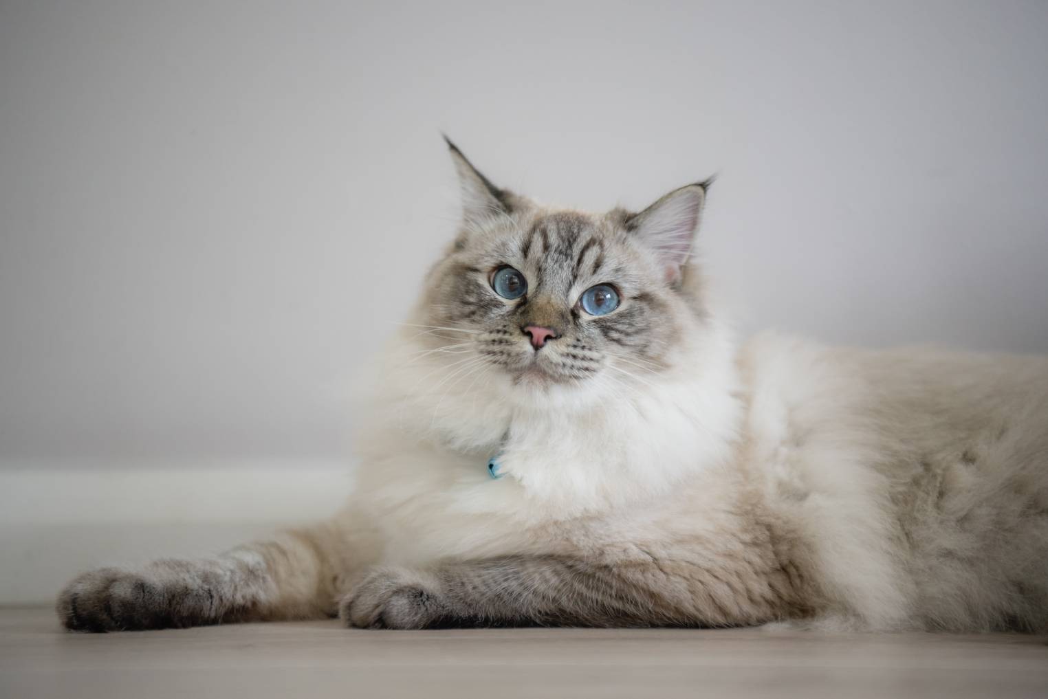 Ragdoll màu Lynx Point