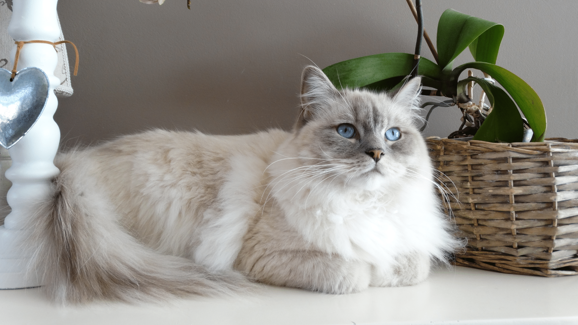 Tại sao mèo Ragdoll được yêu thích