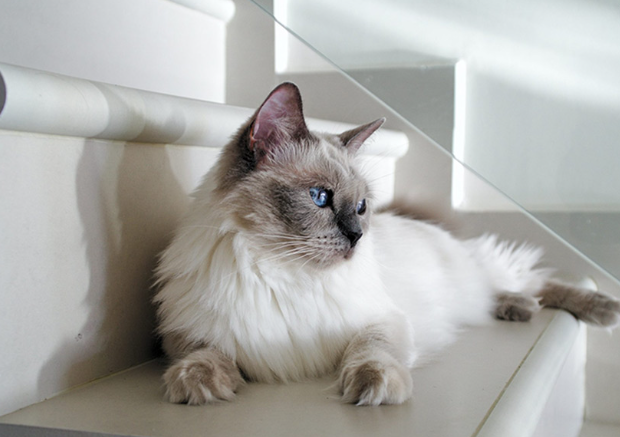 Thông tin về Mèo Ragdoll