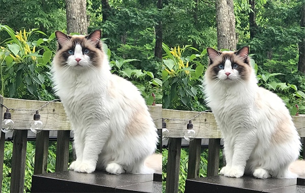 Tiêu chí đánh giá mèo Ragdoll đẹp