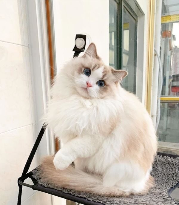 Tính cách của mèo Ragdoll