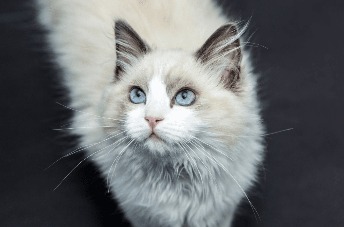 Tính cách và hành vi của mèo Ragdoll trắng