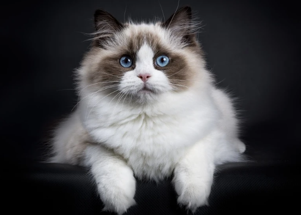 Tuổi thọ mèo Ragdoll