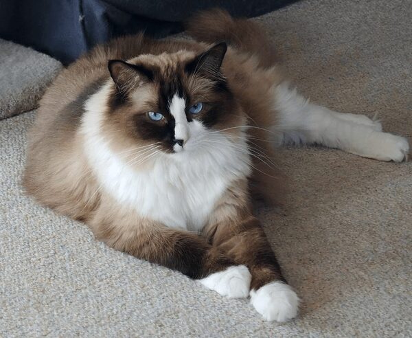 Yếu tố ảnh hưởng đến tuổi thọ của mèo Ragdoll