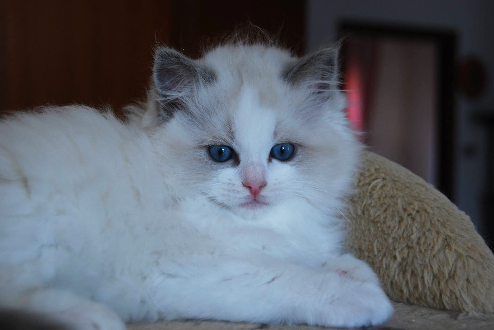 buy bicolor ragdoll cat