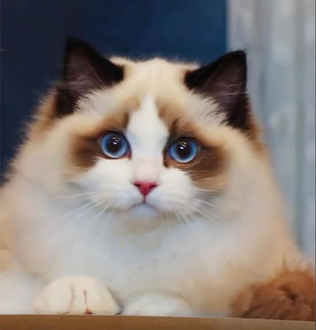 Đặc điểm mèo Ragdoll nhập Nga