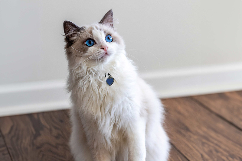 địa điểm mua mèo Ragdoll uy tín