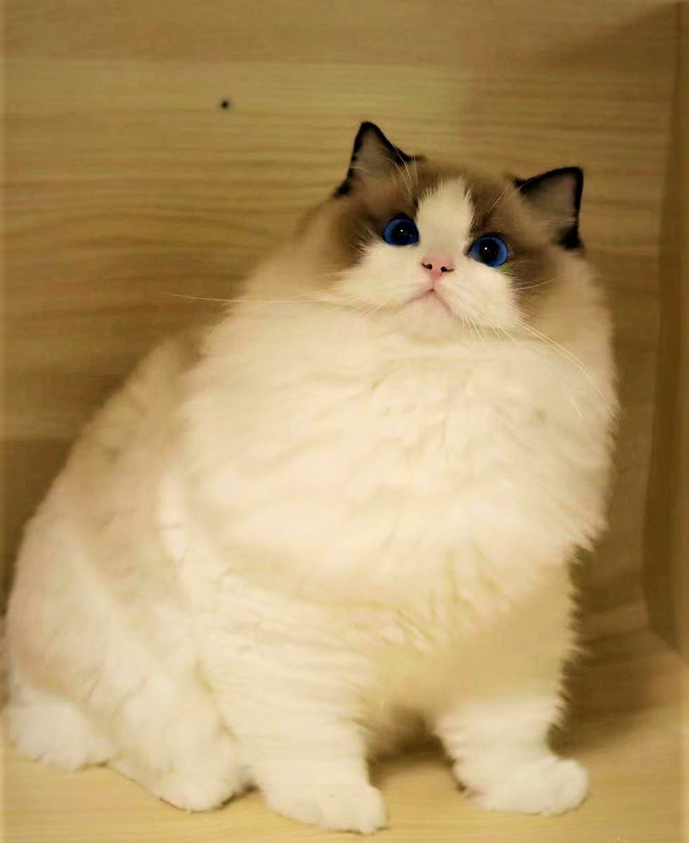 Mèo Ragdoll chân ngắn