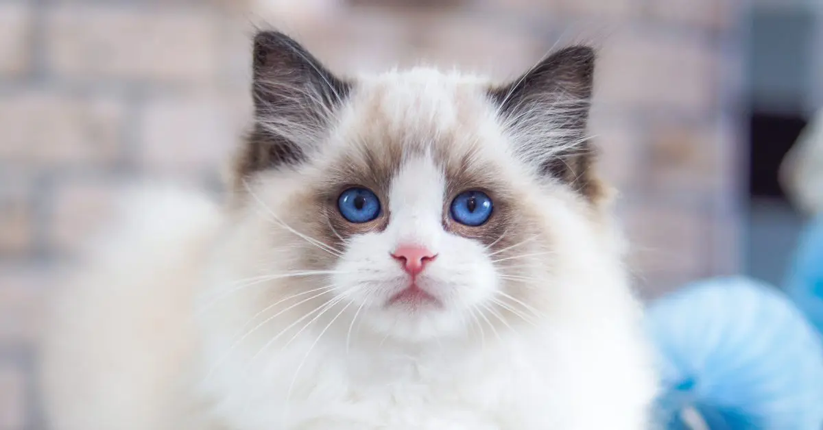 Mèo Ragdoll thuần chủng