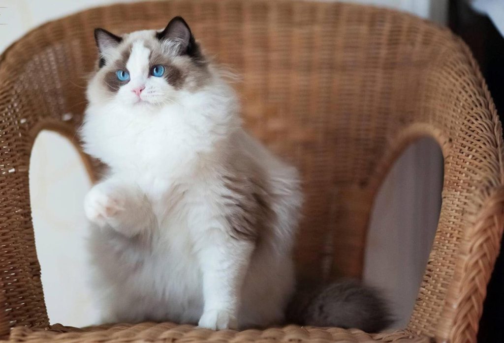 mèo ragdoll bicolor giá bao nhiêu trên thị trường