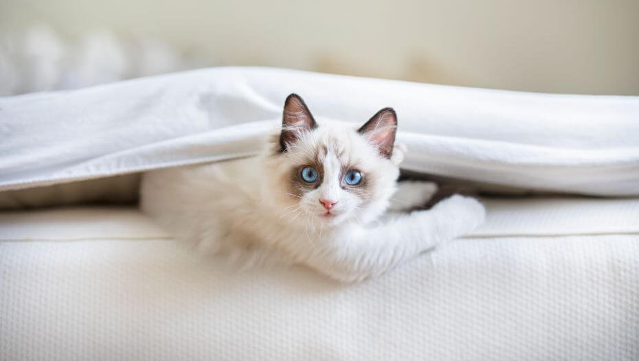 mèo ragdoll lông ngắn